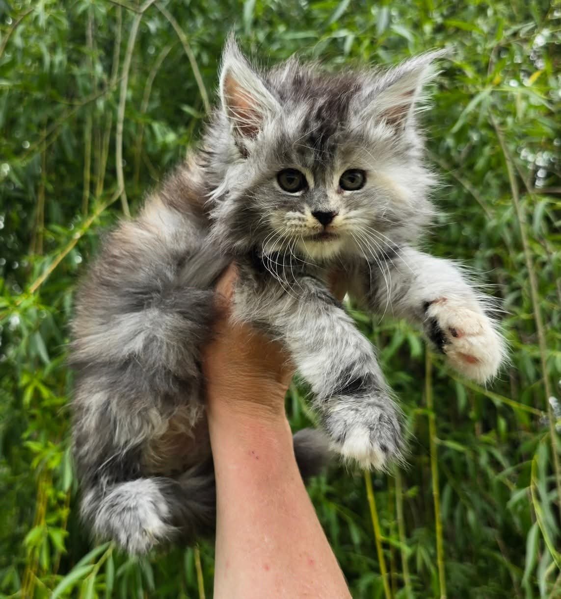 Willow — Maine Coon Kitten